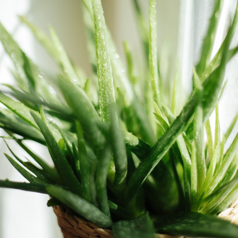 Aloe vera