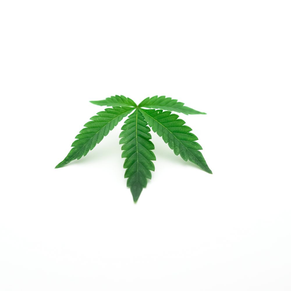 Extracto de cannabis